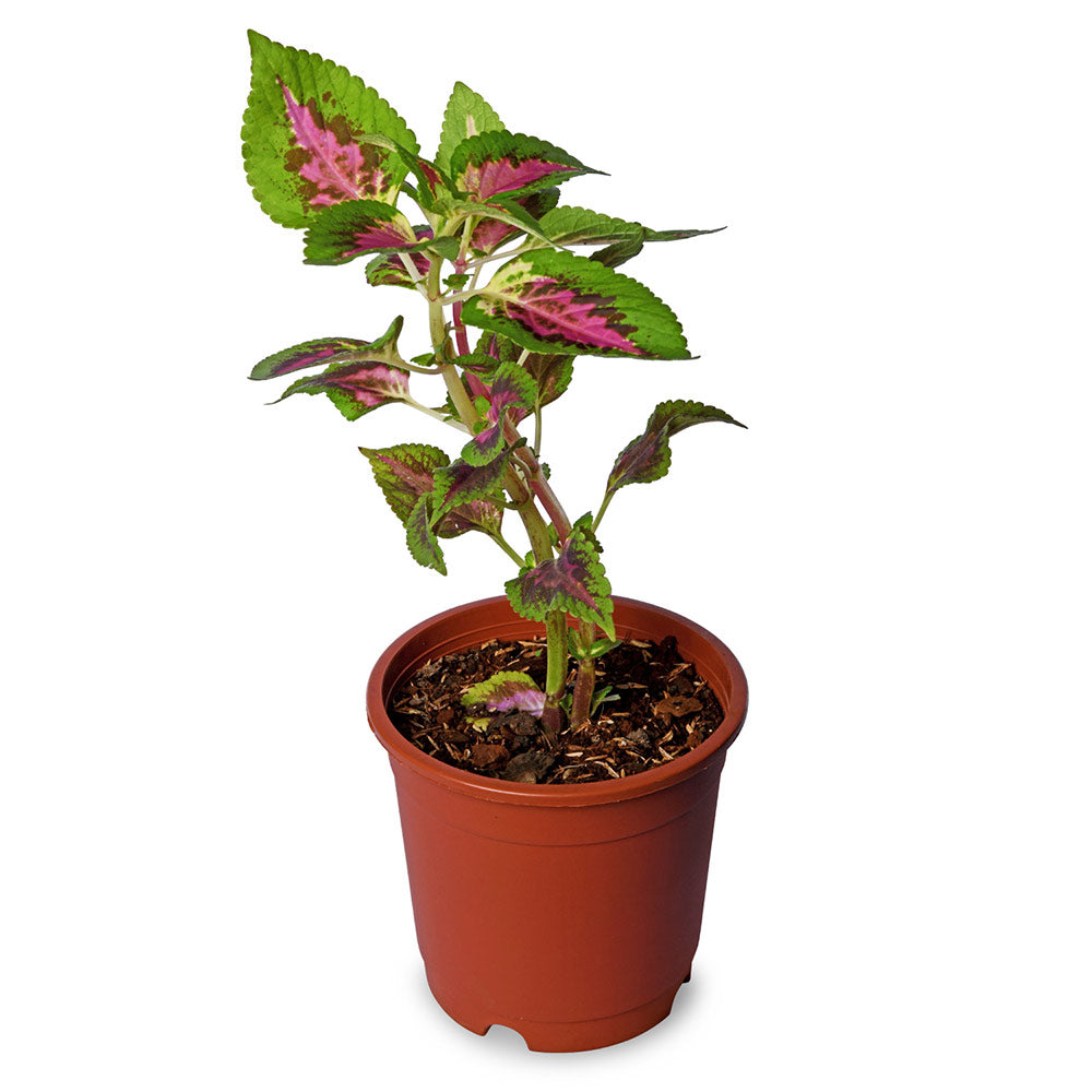 Coleus Pink With Green Lips