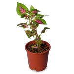 Coleus Pink With Green Lips