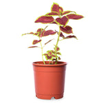 Coleus Red With Green Lips