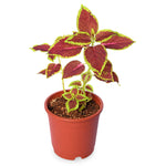 Coleus Red With Green Lips