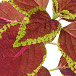 Coleus Red With Green Lips