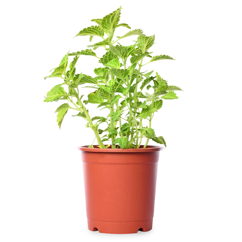 Coleus Yellow