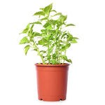 Coleus Yellow
