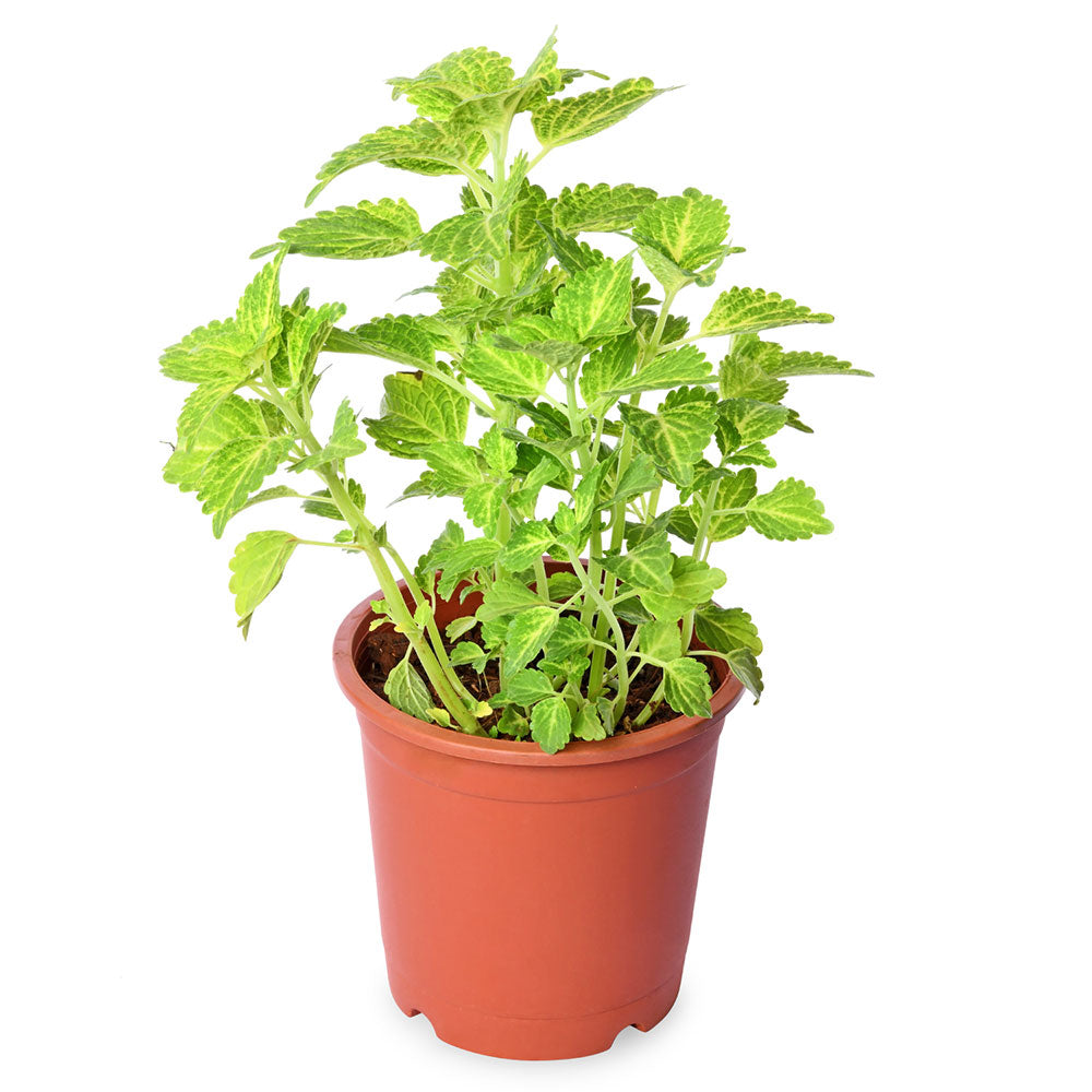 Coleus Yellow