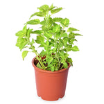 Coleus Yellow