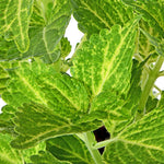 Coleus Yellow