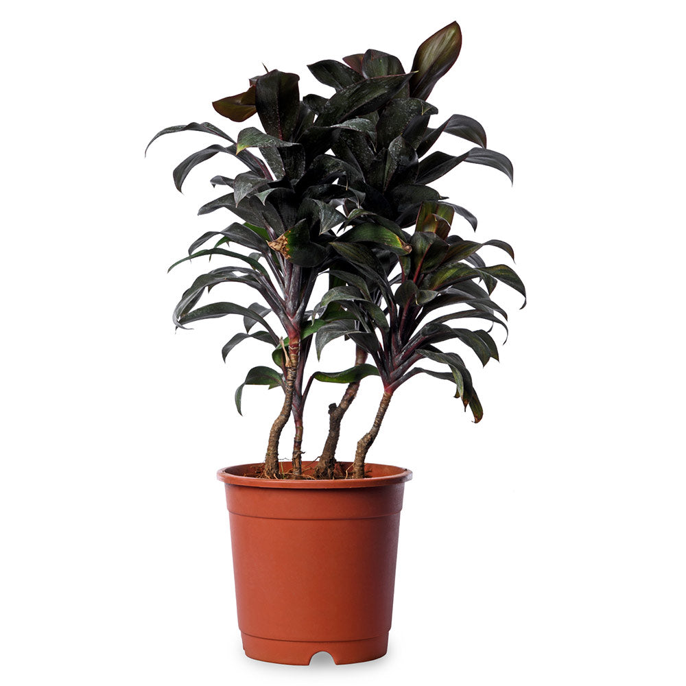 Cordyline Fruitcosa