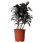 Cordyline Fruitcosa