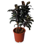 Cordyline Fruitcosa
