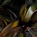 Cordyline Fruitcosa