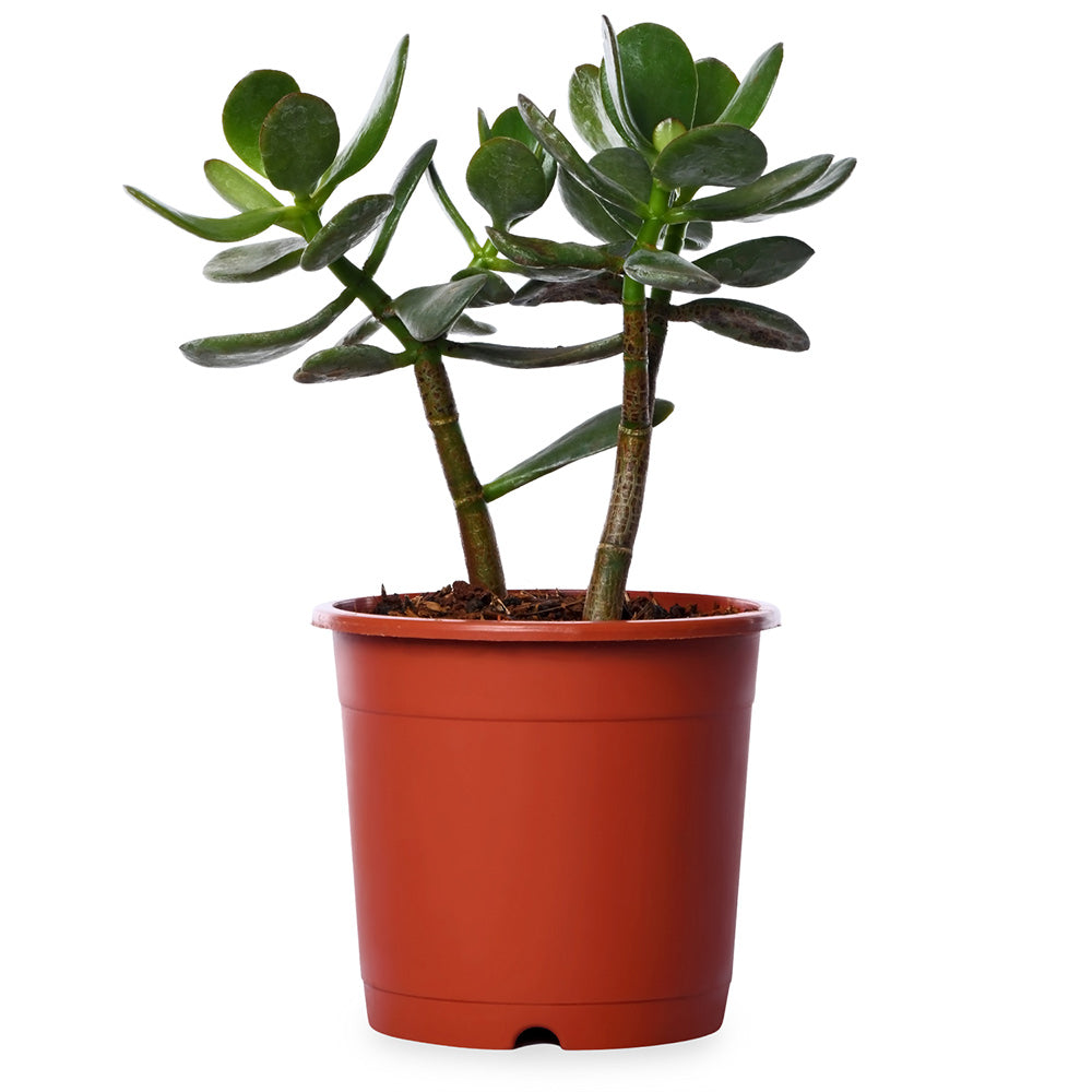 Crassula Ovata (Jade) Natural Live Plant with Nursery Pot
