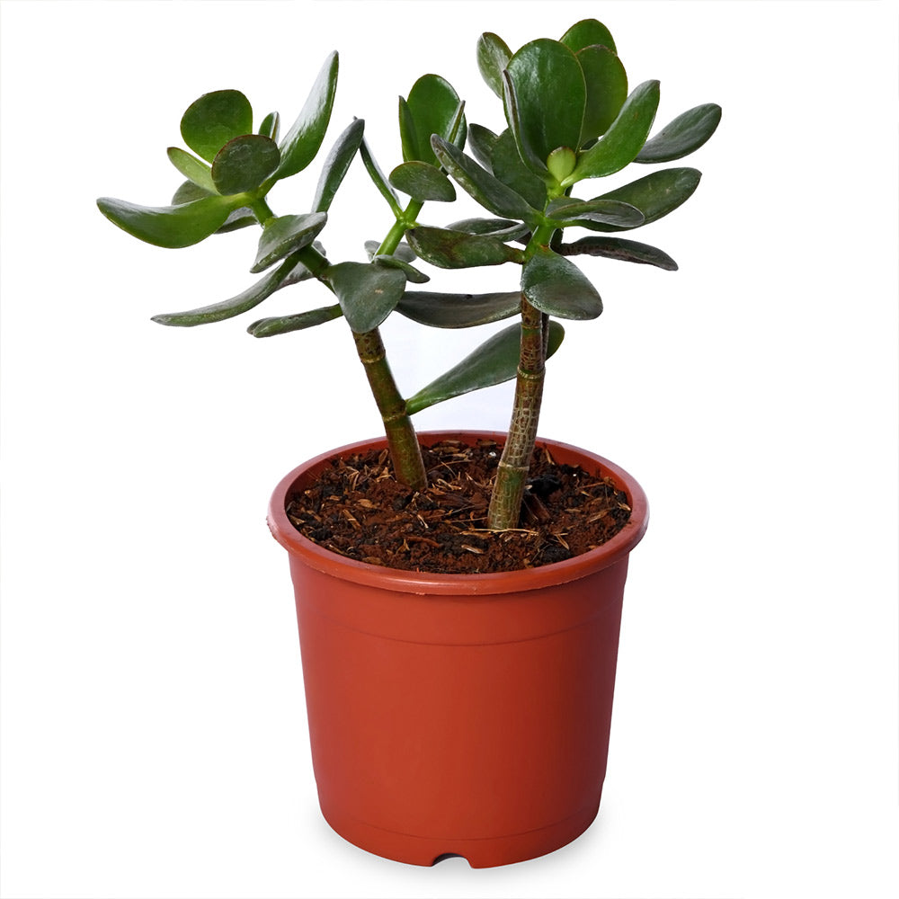 Crassula Ovata (Jade) Natural Live Plant with Nursery Pot
