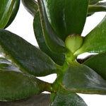 Crassula Ovata (Jade) Natural Live Plant with Nursery Pot