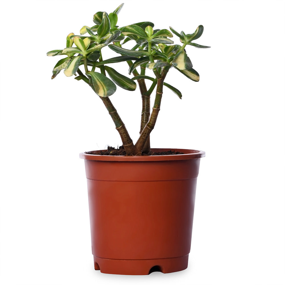Crassula Ovata (Jade) Variegated Live Plant