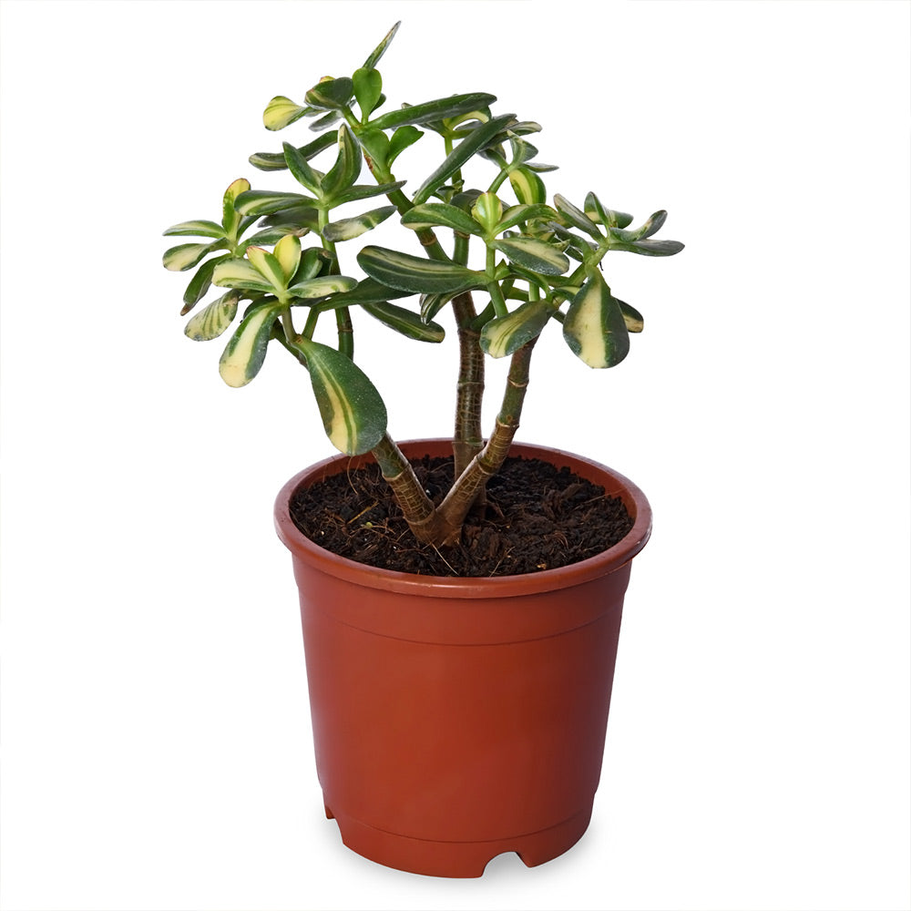 Crassula Ovata (Jade) Variegated Live Plant