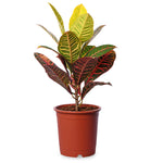 Croton Petra