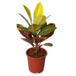 Croton Petra