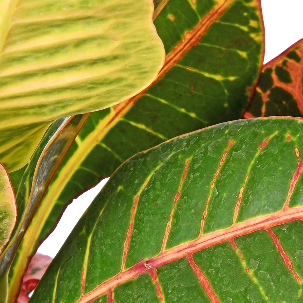 Croton Petra