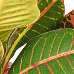Croton Petra
