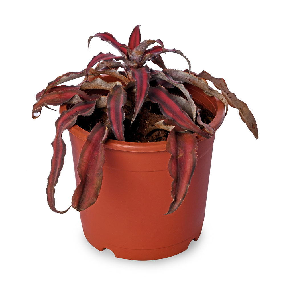 Crypthanthus Earth Star Red