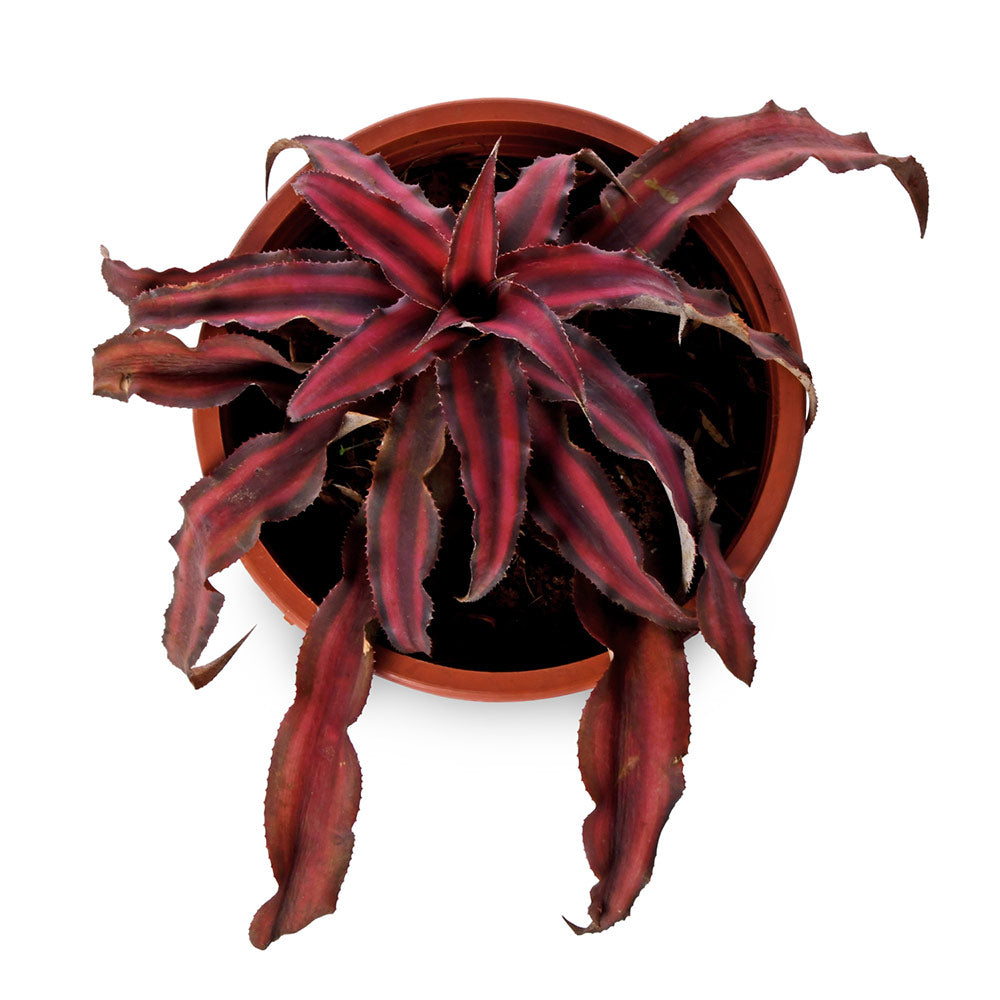 Crypthanthus Earth Star Red