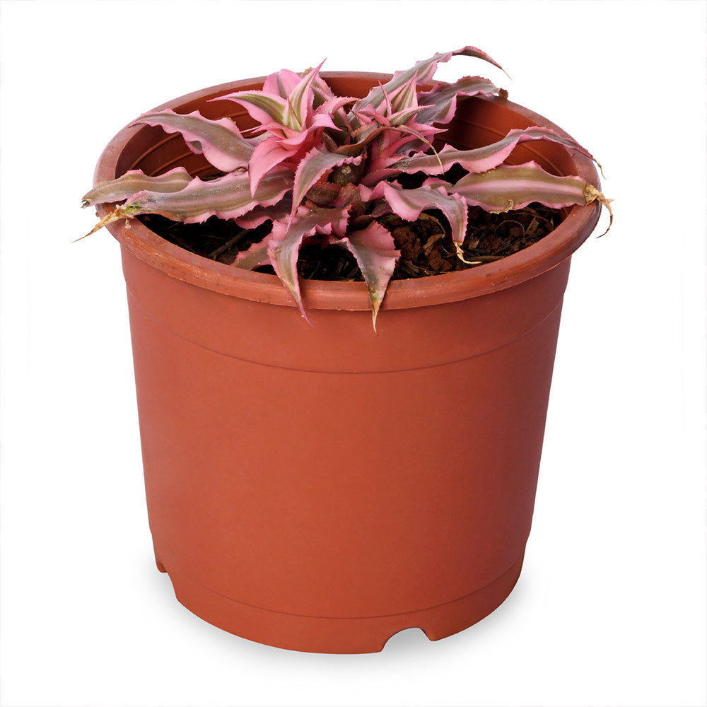 Crypthanthus Pink Natural Live Plant with Nursery Pot