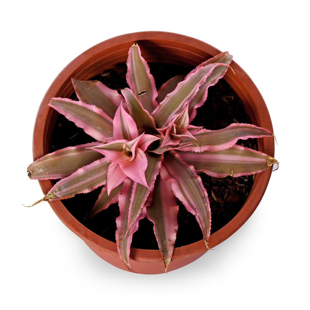 Crypthanthus Pink Natural Live Plant with Nursery Pot