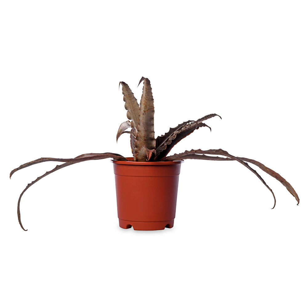 Cryptanthus Tiger