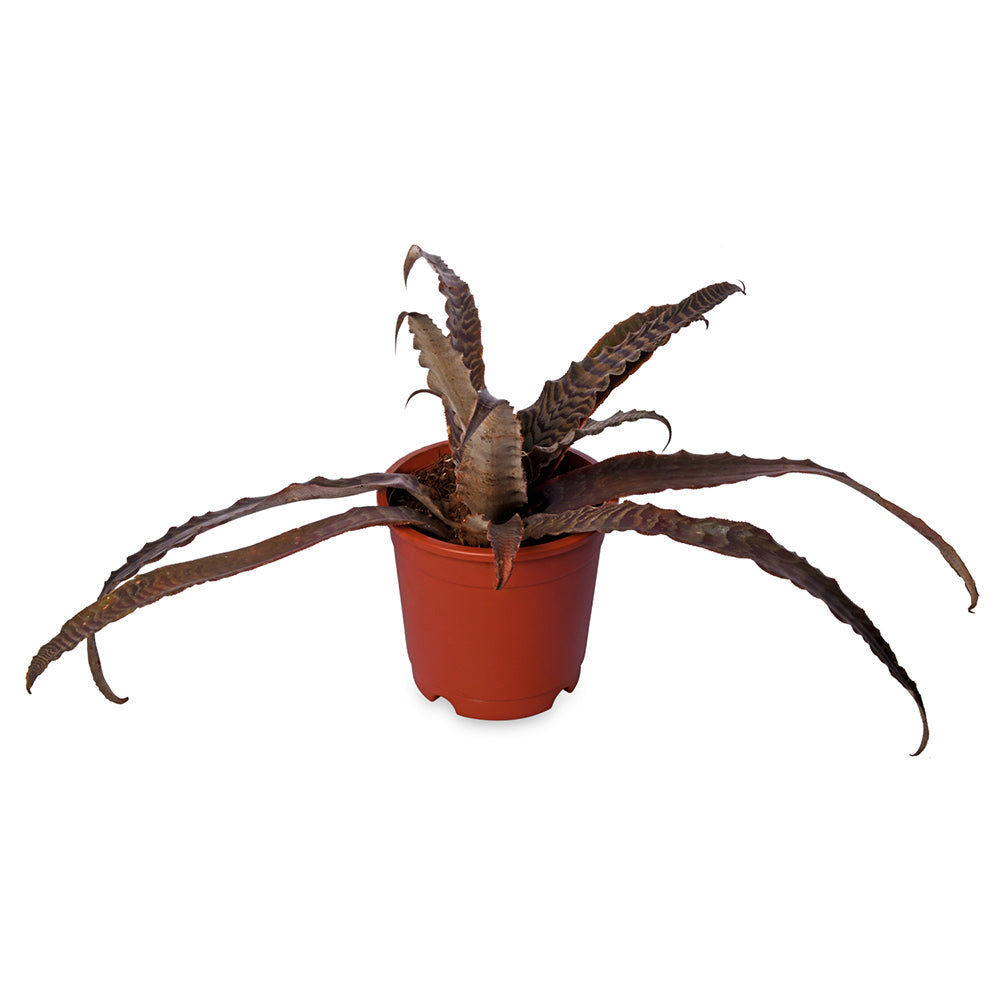 Cryptanthus Tiger