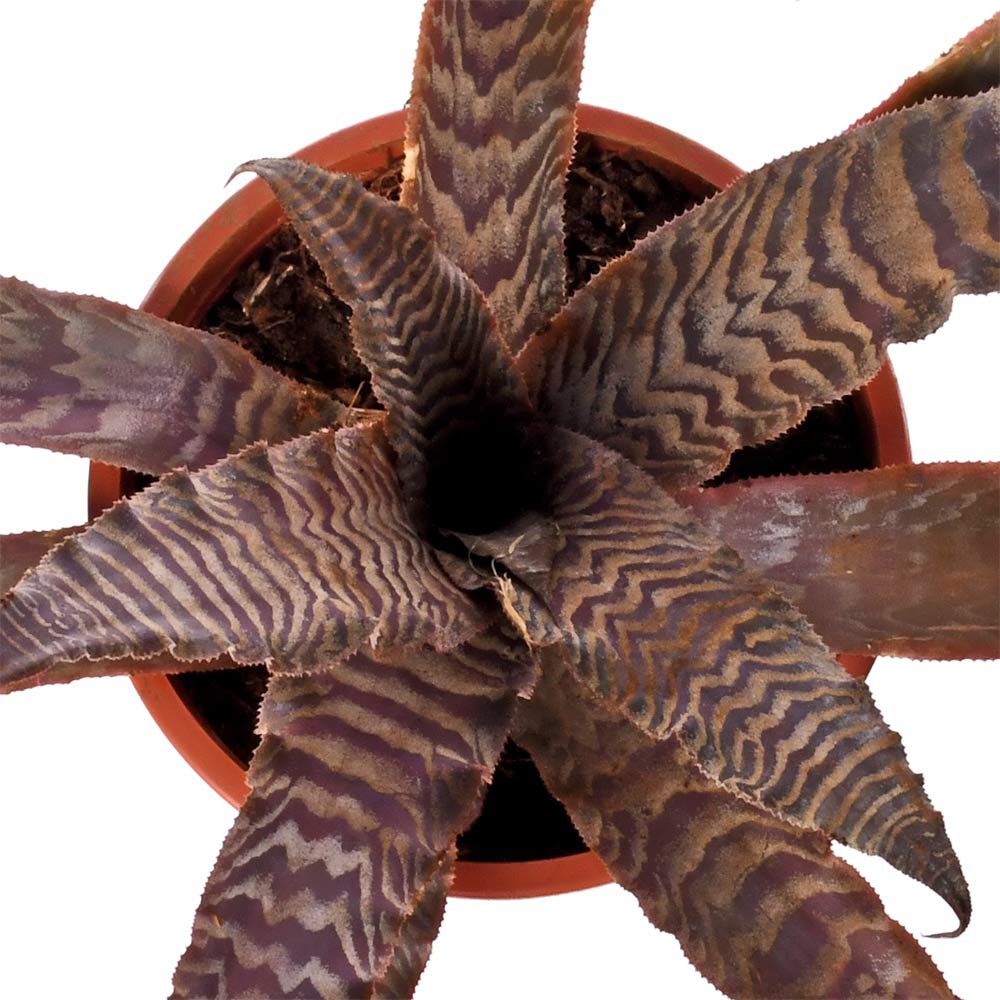 Cryptanthus Tiger