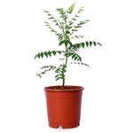Curry Leaves