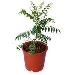 Curry Leaves