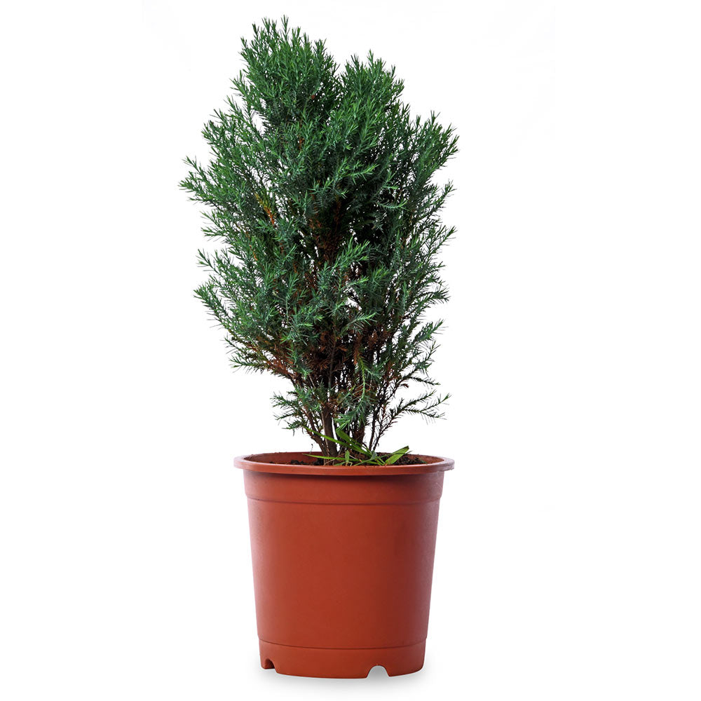 Cypress Hinoki