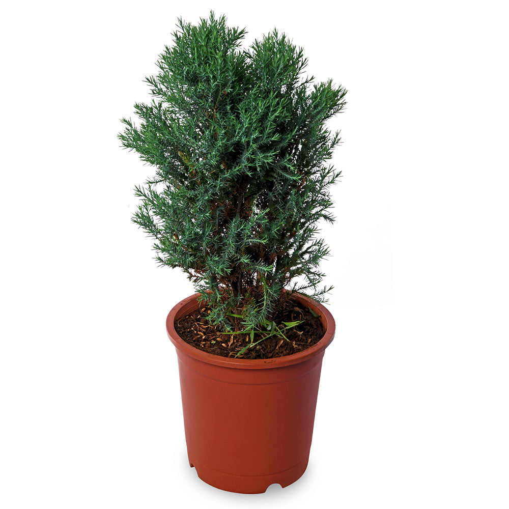 Cypress Hinoki