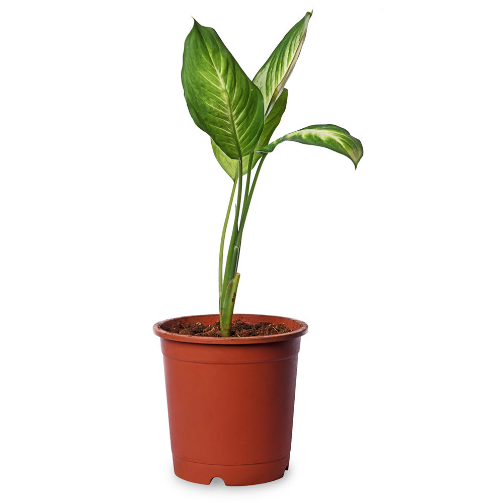 Diffenbachia