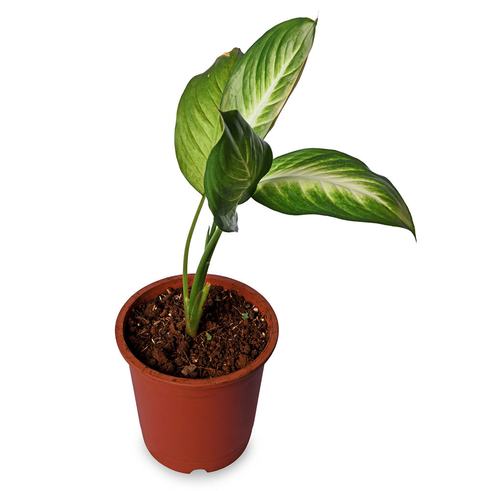 Diffenbachia