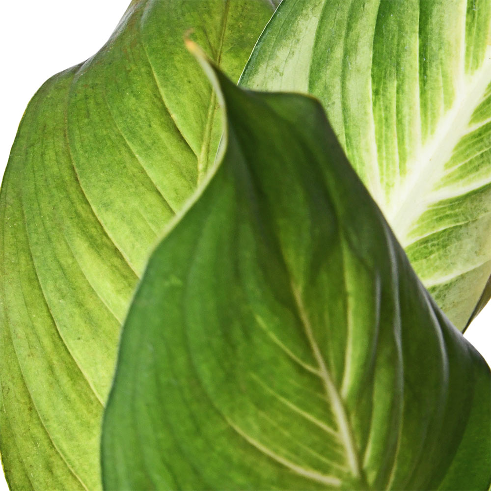 Diffenbachia
