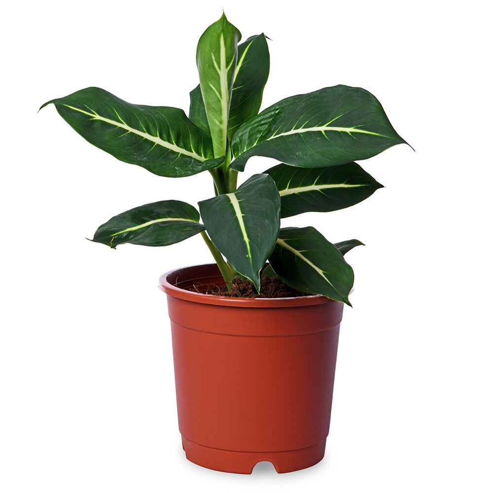 Diffenbachia Green Magic