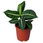 Diffenbachia Green Magic