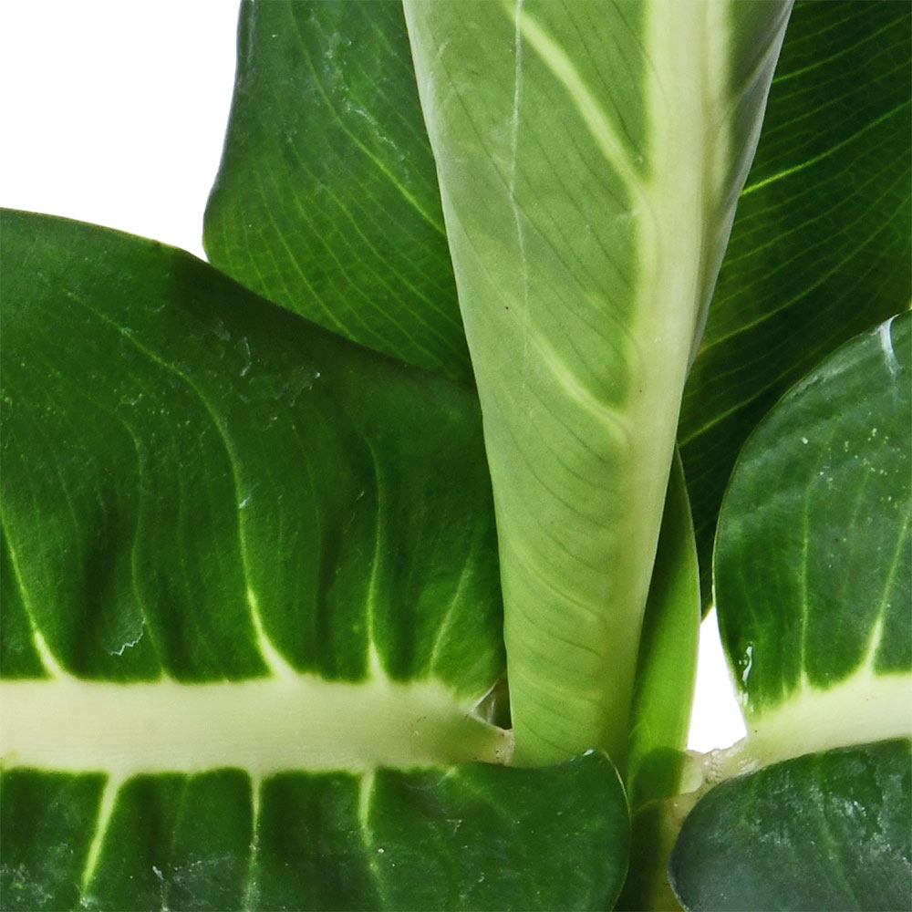 Diffenbachia Green Magic