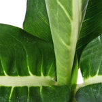 Diffenbachia Green Magic