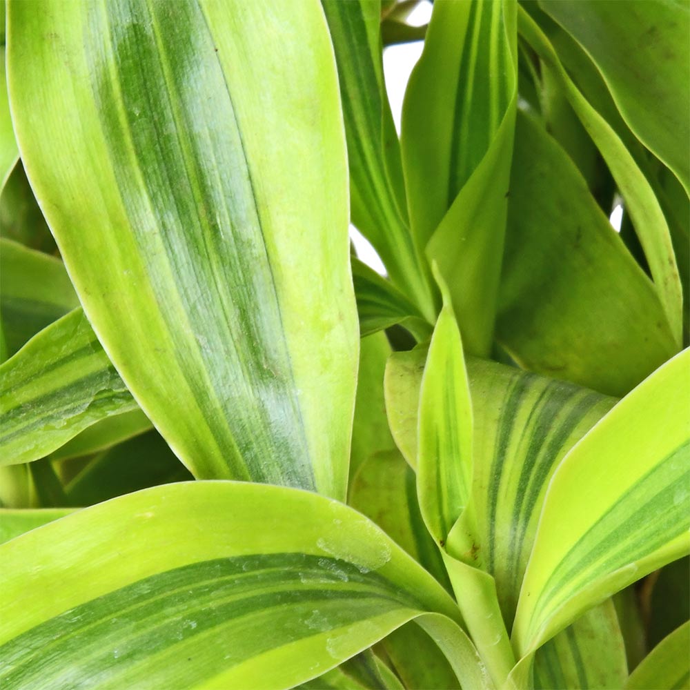 Draceana