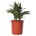 Dracaena red marginata