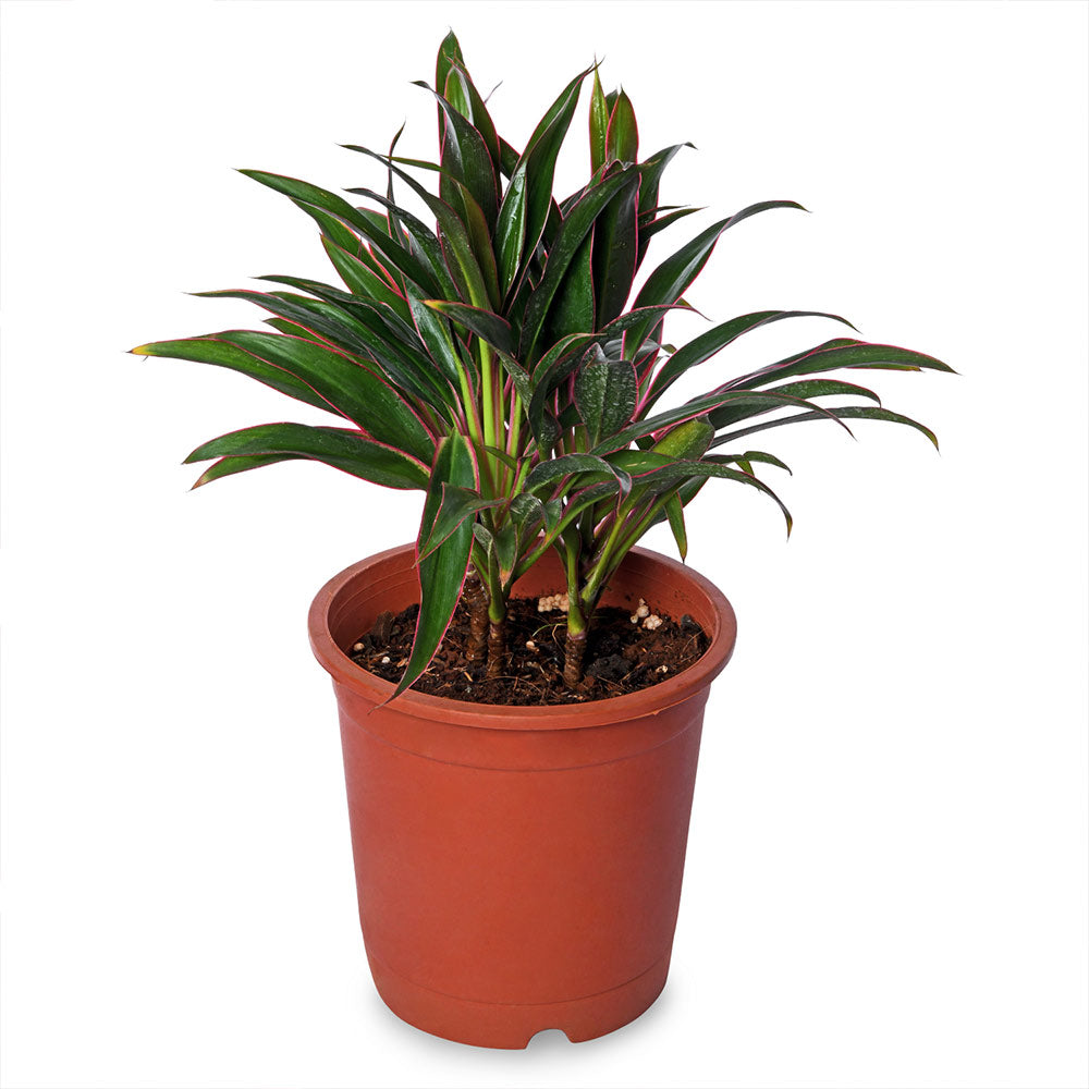 Dracaena red marginata