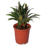Dracaena red marginata