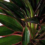 Dracaena red marginata
