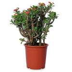 Euphorbia Mini