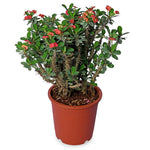 Euphorbia Mini