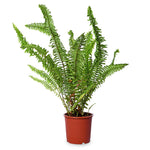 Fern