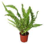 Fern